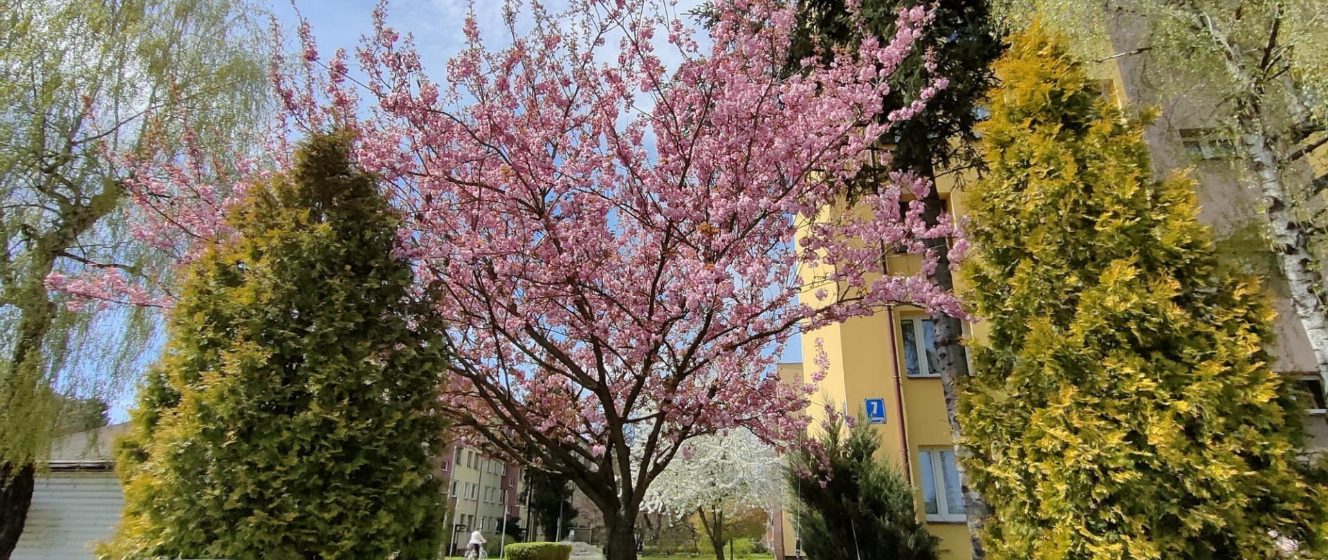 Zdjęcie 8